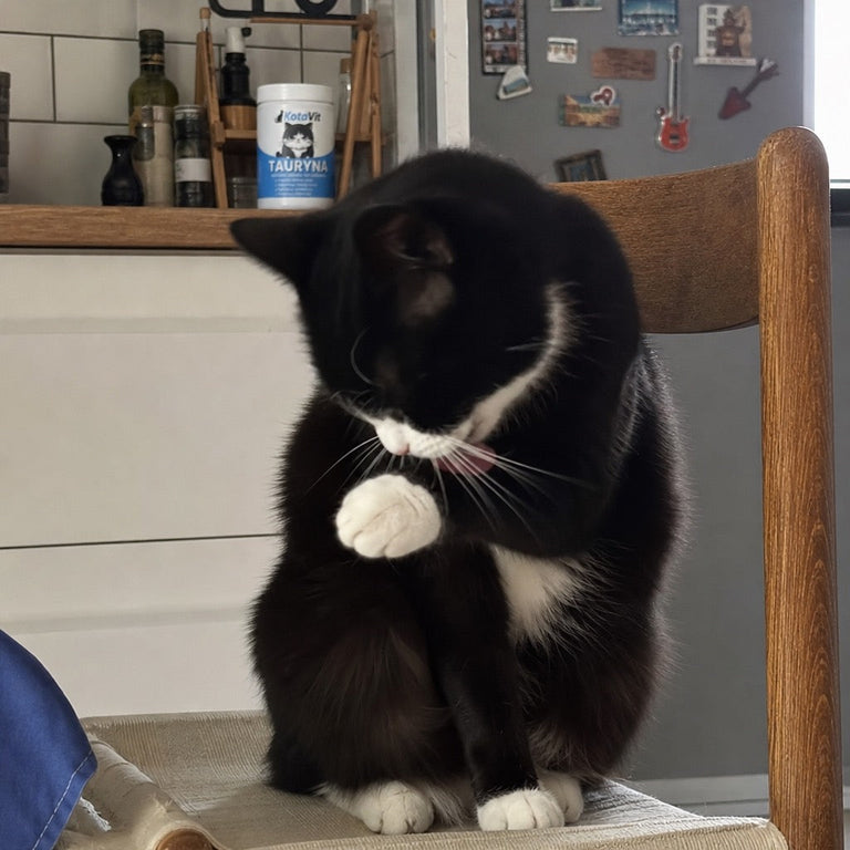 F10. Katze neben einem Teller gekochter Hähnchenbrust auf dem Boden, KotaVit-Dose daneben