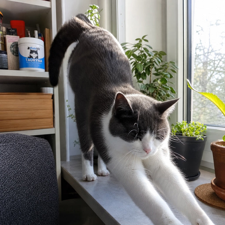 F12. Aufgeräumte Futterstation mit beschrifteten Behältern und KotaVit-Dose, Katze daneben
