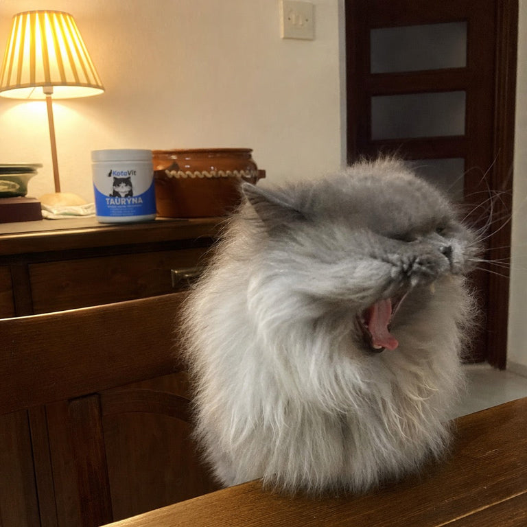 F2. Graue Perserkatze sitzt neben der KotaVit-Dose auf einem Holztisch, warmes Lampenlicht