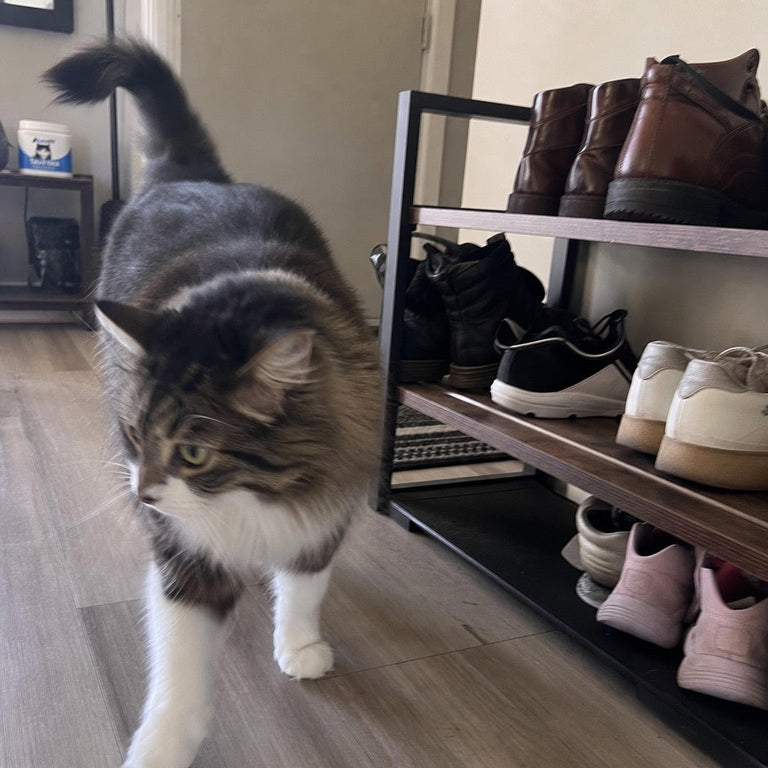 F3. Langhaarkatze sitzt neben der KotaVit-Dose auf dem Boden an der Fußmatte