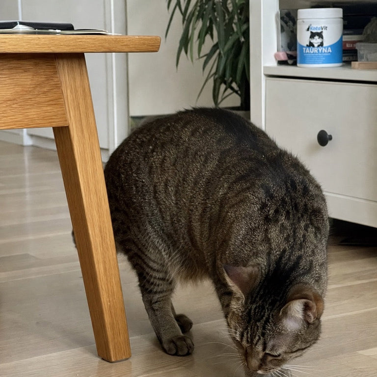 F5. KotaVit-Dose neben einer gewöhnlichen, unbeschrifteten Tüte mit loser Ware, Katze schnuppert