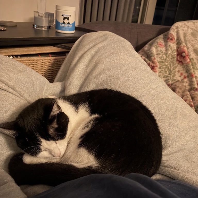 F8. Katze zusammengerollt auf dem Schoß des Halters auf dem Sofa, KotaVit-Dose auf dem Tisch